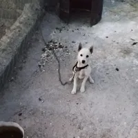 سگ پاکوتاه