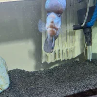 ماهی فلاور نر آماده