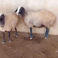 ۲ راس شیشک اصیل شال آبستن