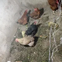 مرغ تخم گذار