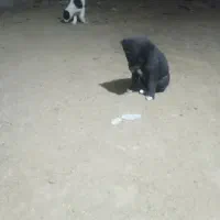 توله نر لاس با مادر ش|سگ|دهاقان, |دیوار