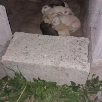 توله ماده سفید گله ای