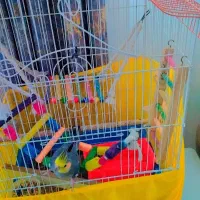 عروس هلندی|پرنده|سنندج, |دیوار