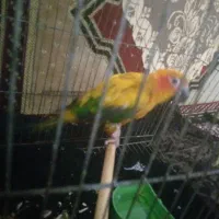 طوطی سانکانور خورشیدی