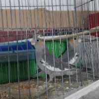 یه جفت عروس هلندی ۴۵روزه