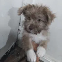 سگ میکس پامر ۳ماهه