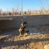 تعدادی سگ دوبرمن نر سرابی ماده وژرمن ماده|سگ|کرمانشاه, |دیوار