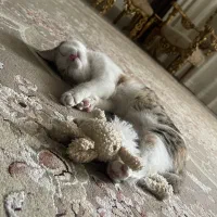 گربه واگذاری رایگاان