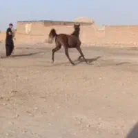 کامران کره از کیسان سیاه