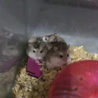 تخفیف ویژه روبروفسکی|موش و خرگوش|تهران, مینی‌سیتی (شهرک نفت)|دیوار