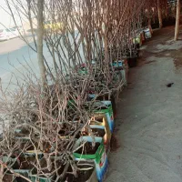 نهال تازه|خدمات باغبانی و درختکاری|شهر ری, شهرک نظامی|دیوار