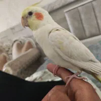 عروس هلندی گمشده|حیوانات|ماهدشت, |دیوار