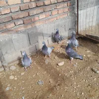 کبوتر پلاکی|پرنده|تبریز, |دیوار