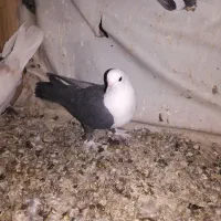 تعدادی کبوترساعتی خوش رنگ