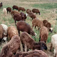 ۲۵ راس بره و توغلی نیم گوشت پای پروار|حیوانات مزرعه|اردبیل, |دیوار
