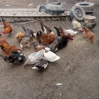 غاز.مرغ.خروس.اردک روسی