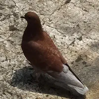 کبوتر پرشی|پرنده|پردیس, فاز ۱|دیوار