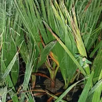 نخل پالم تنه قرمز واشنگتن ۷ماهه و ۳ساله|خدمات باغبانی و درختکاری|لیکک, |دیوار