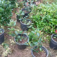 فتونیا|گل و گیاه طبیعی|کلاچای, |دیوار