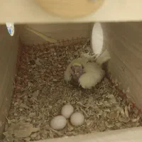 عروس هلندی مولد لوتینو دستی|پرنده|شیراز, تندگویان|دیوار