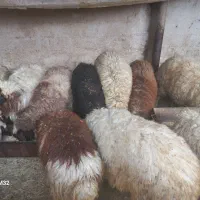 14راس بره|حیوانات مزرعه|حمیل, |دیوار