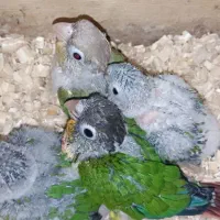 گرینچیک سرلاکی و دونخور