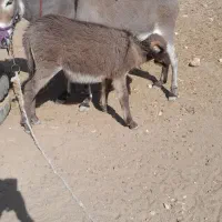 خرگلگی