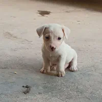 سگ پاکوتاه نژاد