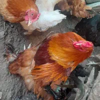 فروش چند عدد خروس سر حال|حیوانات مزرعه|قائم‌شهر, |دیوار