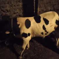 گاو‌نر‌سیمیناال