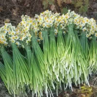 گل نرگس تازه