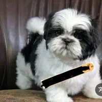 واگذاری  توله سگ