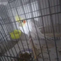 عروس ال‌نینو فوری قیمت مناسب