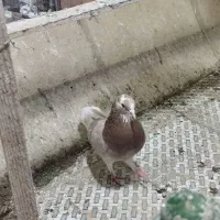 کبوتر کفتر|پرنده|فردیس, ثابتی|دیوار