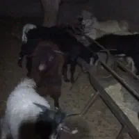 بره و بزغاله چاق کم شکم|حیوانات مزرعه|قائن, |دیوار