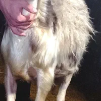 بره قوچ پلنگی افشاری لخت پوست گاوی