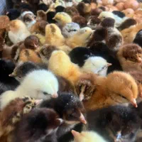 فروش جوجههای یک روزه محلی وکاکلی و برهما