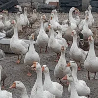 فروش قوغاز اردک تخم نطفه دار قوغاز