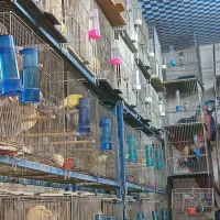 قناری سرخ رد فاکتور و مزایکی اورجینال خاص|پرنده|خمینیشهر, |دیوار