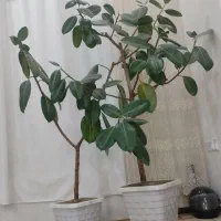 گل خانگی زیبا