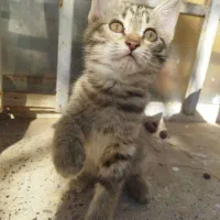 بچه گربه ماده