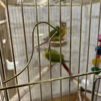 جفت گرینچیک آناناسی سخنگو