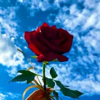 طلا به قیمت تابلو