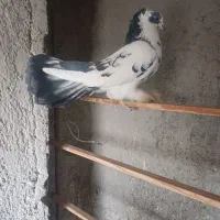 کبوترامریکای