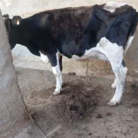 گاو ماده خارجی|حیوانات مزرعه|هیرمند, |دیوار