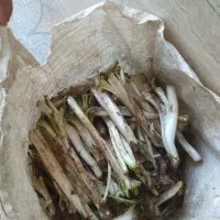 کنگر تازه چیده کنگر شازند مال امروز