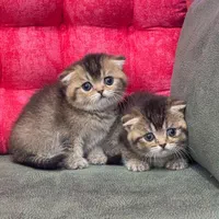 گربه های گوگولی مگولی پگولی|گربه|اصفهان, ابر|دیوار