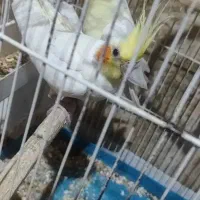 جفت عروس مولد