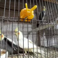 عروس هلندی|پرنده|رشت, رودبارتان|دیوار