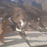 کفتربوم|پرنده|اسفراین, |دیوار